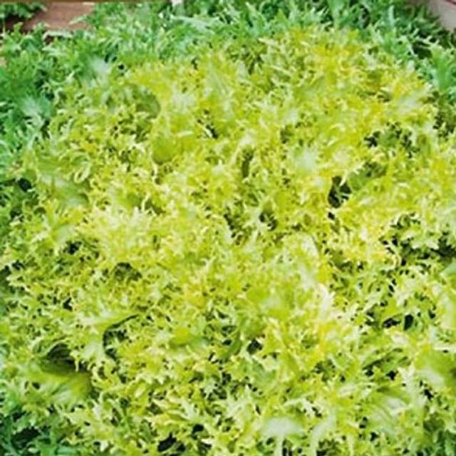 Chicorée frisée Minerva