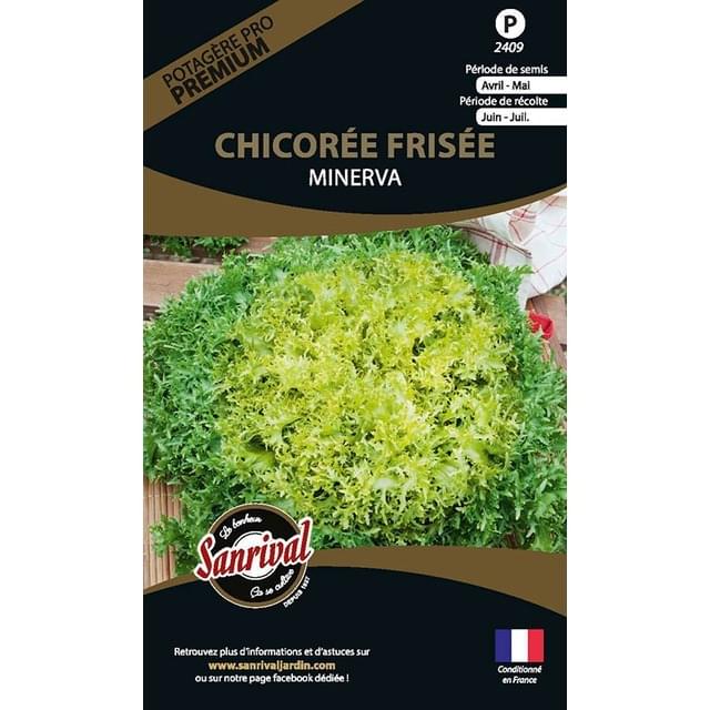 Chicorée frisée Minerva (sachet)
