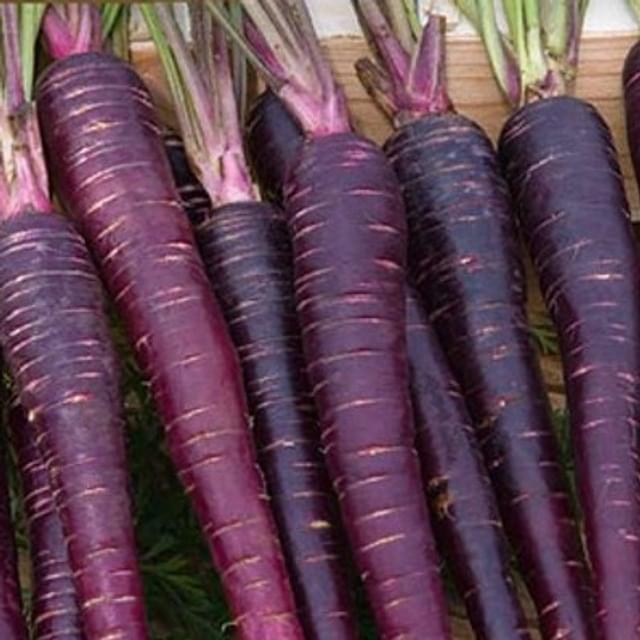 Carotte Purple Sun