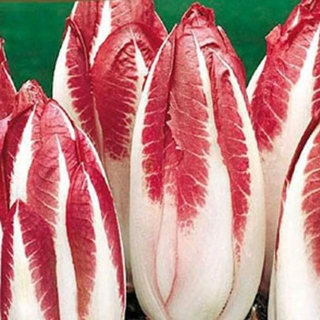 Endive rouge festive F1