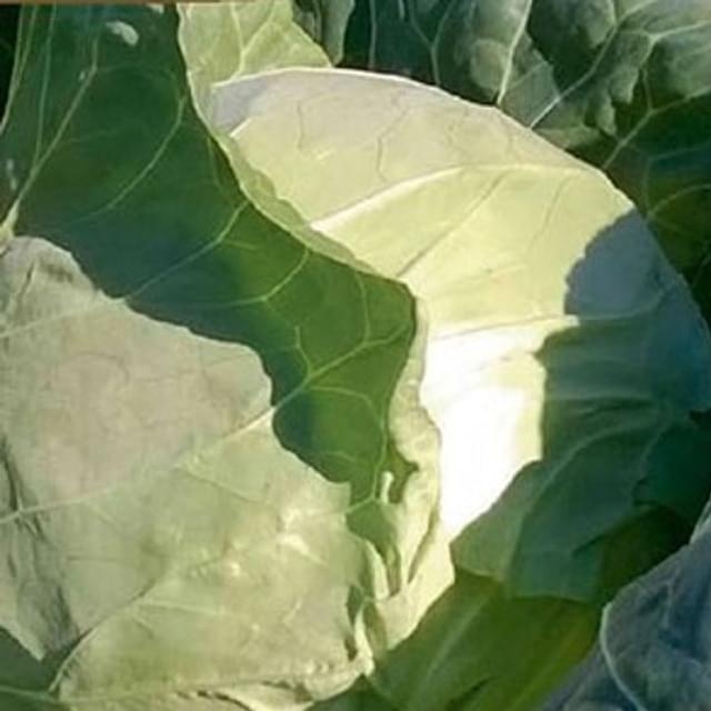 Chou blanc Sir F1