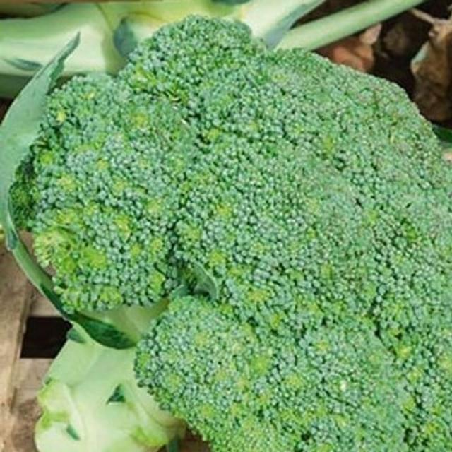 Chou brocoli Marathon HF1