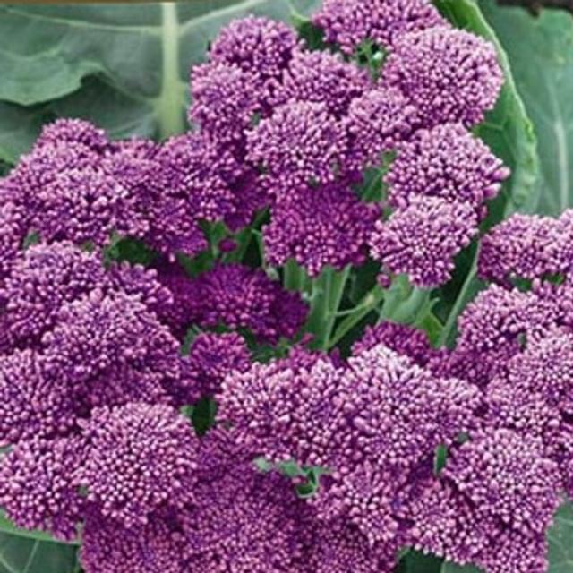 Chou brocoli Summer Purple
