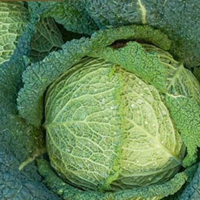 Chou de Milan Savoy King HF1