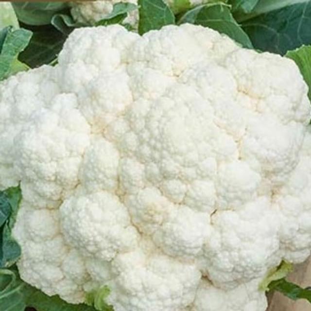 Chou-fleur SERAC HF1