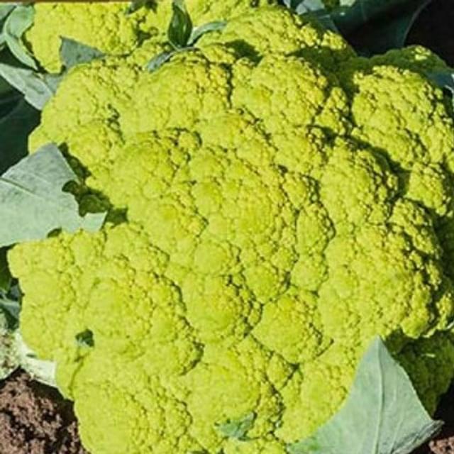 Chou-fleur vert Di Macerata