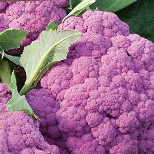 Chou-fleur Rose Parmac HF1