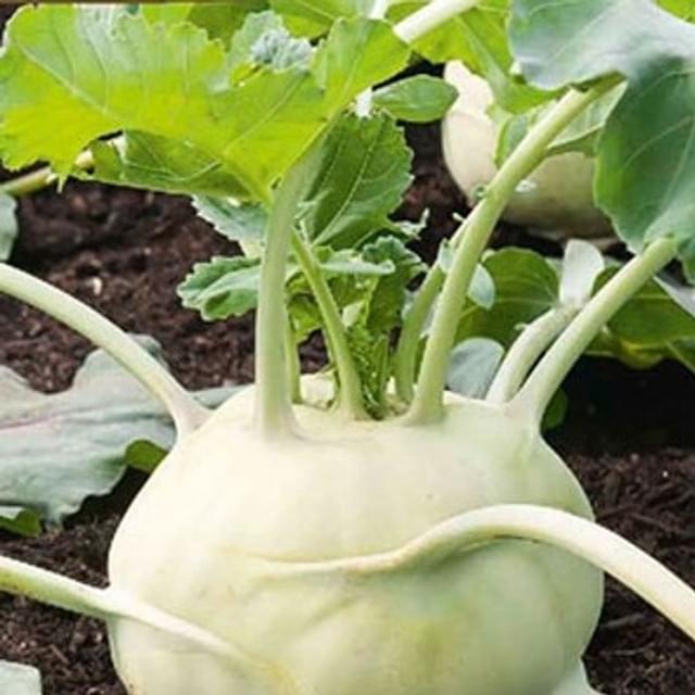 Chou-rave Quick start HF1