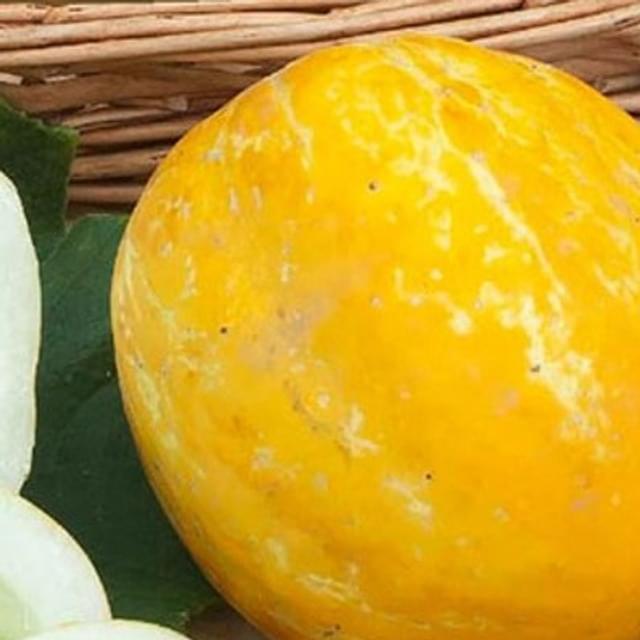 Concombre rond Lemon Apple
