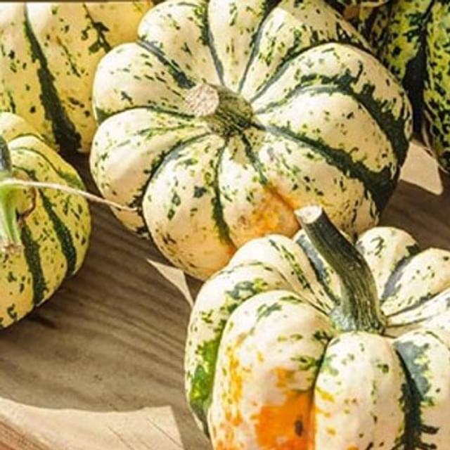 Courge patidou Sweet Dumpling