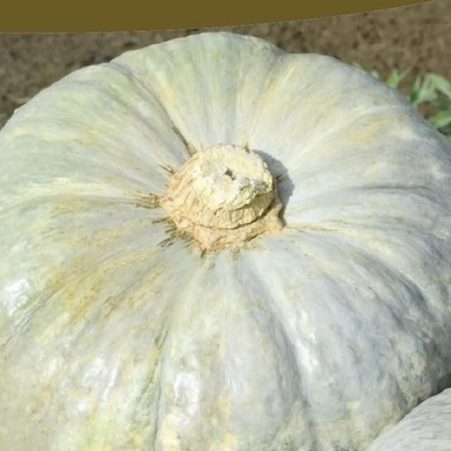 Potiron Bleu de Hongrie