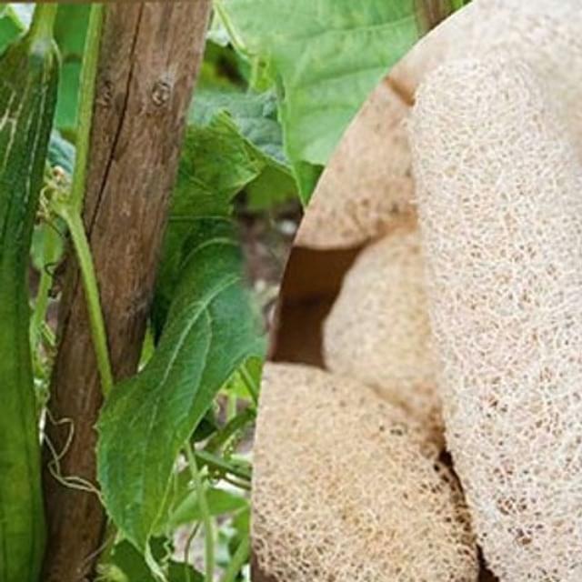 Courge éponge Luffa