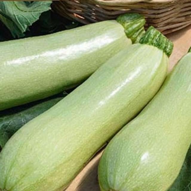 Courgette Amalthee F1