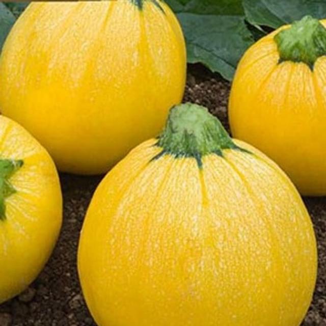 Courgette Floridor HF1