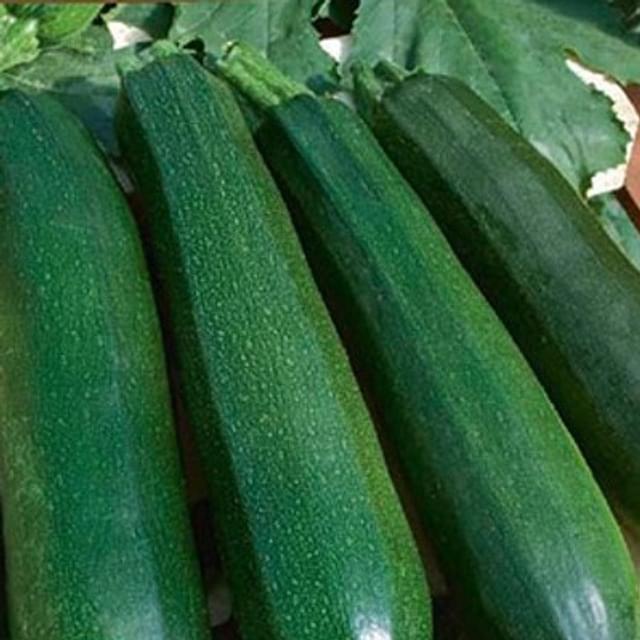 Courgette Astia F1