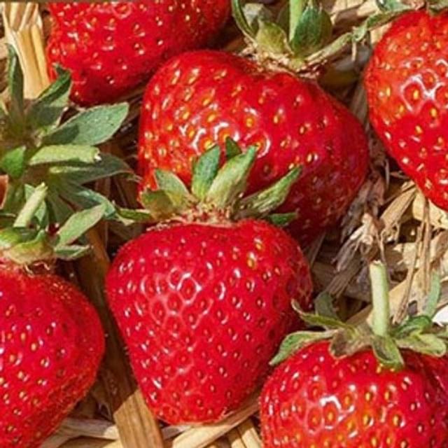 Fraise Grandian F1
