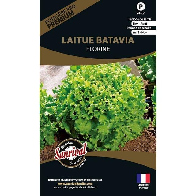 Laitue batavia Florine (sachet)