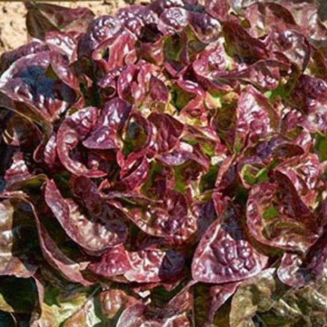 Laitue feuille de chêne rouge Saxo