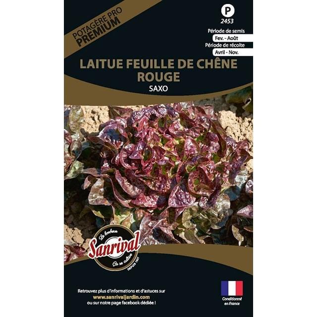 Laitue feuille de chêne rouge Saxo (sachet)