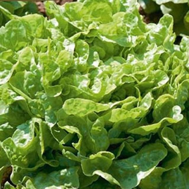 Laitue feuille de chêne verte Kyrio