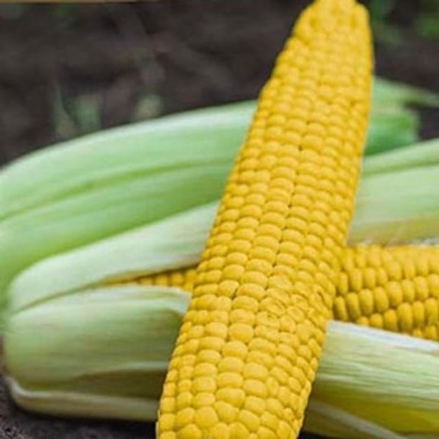 Maïs doux Gucio HF1