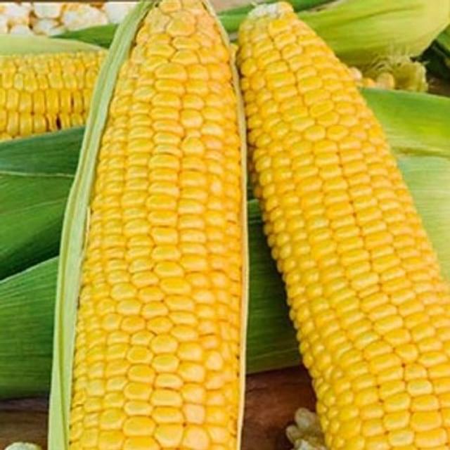 Maïs pop corn Nana F1