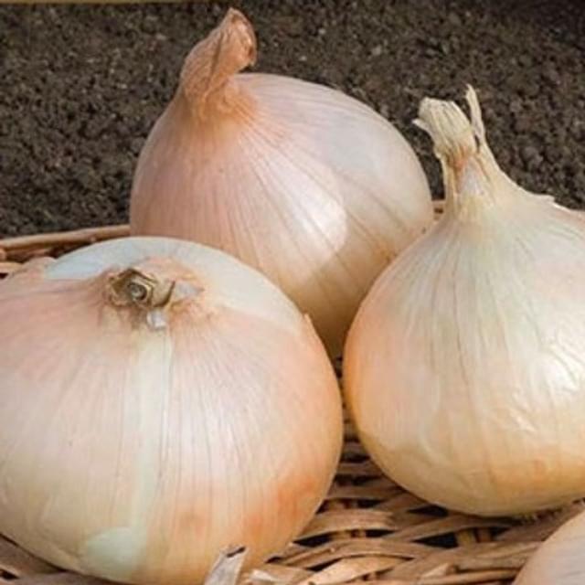 Oignon doux Cenol (type jaune des cévenne)