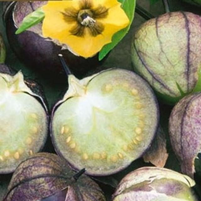 Tomatillo Pourpre