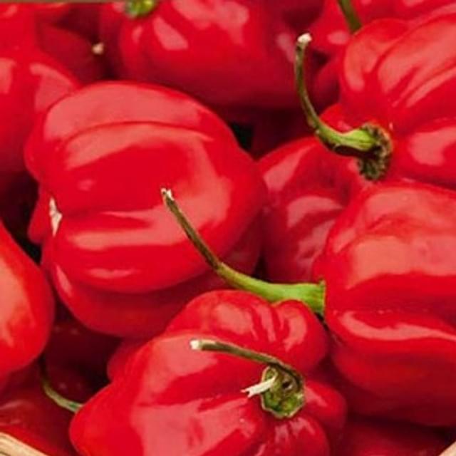 Piment ultra fort Habanero rouge