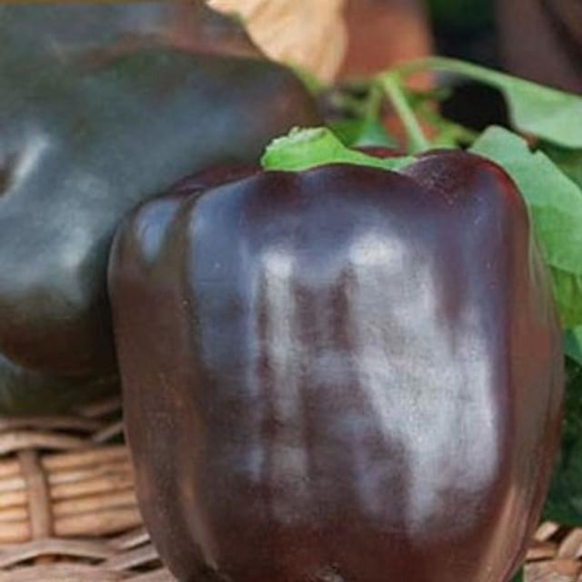 Poivron Sweet chocolat
