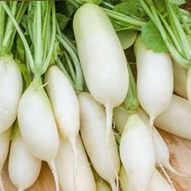 Radis Long blanc Leda