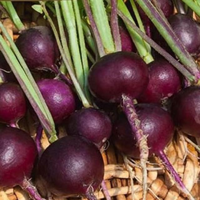 Radis Rond violet Malaga