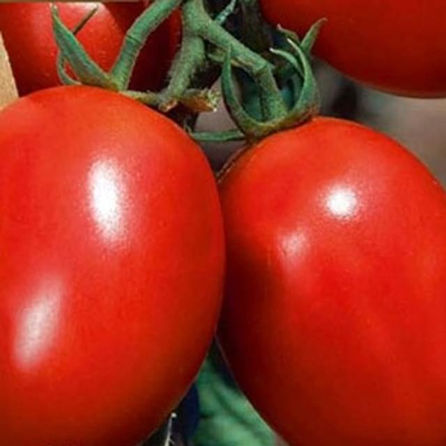 Tomate allongée Colibri F1
