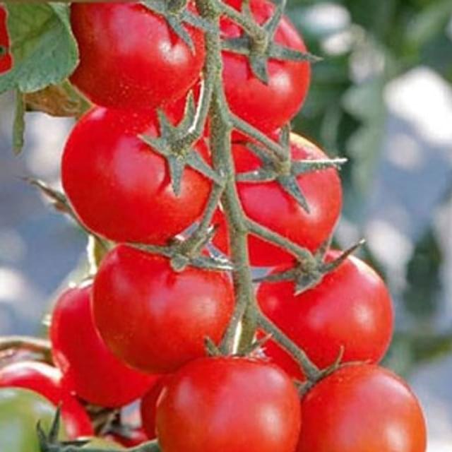 Tomate cerise Minoprio F1