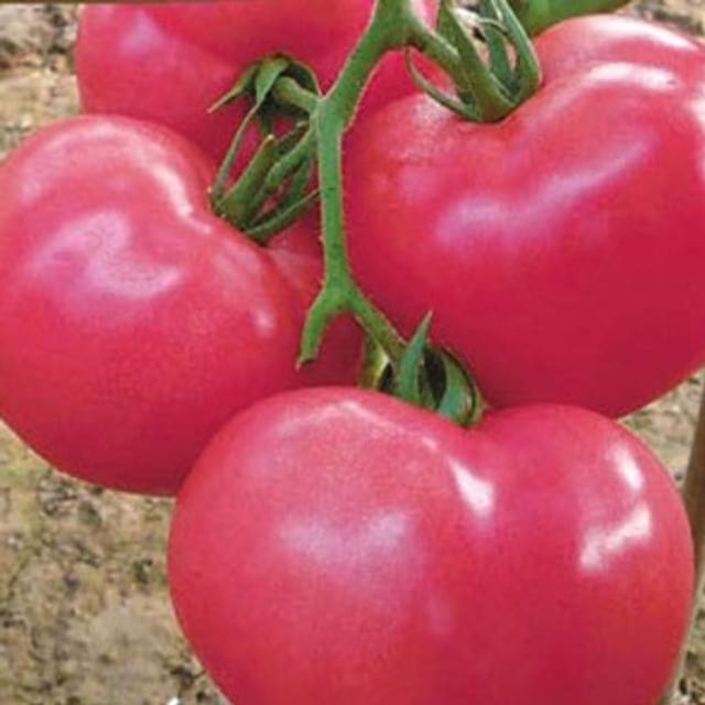 Tomate rose Fenda HF1