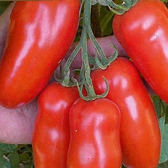 Tomate Giulieta HF1