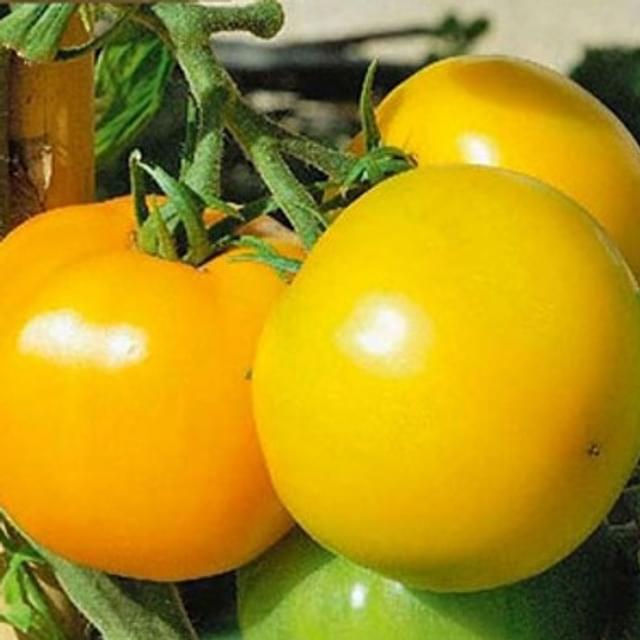 Tomate Jantarny Jaune