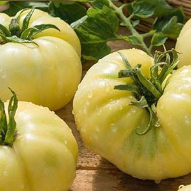 Tomate beefsteak