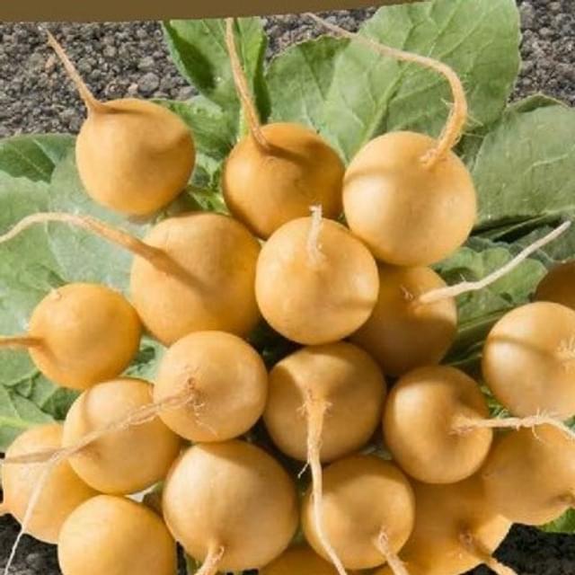 Radis rond jaune Horus