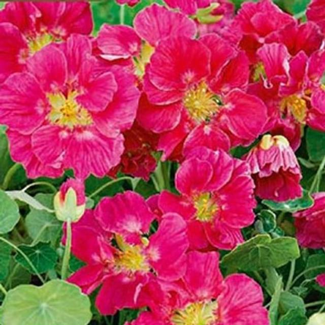 Capucine naine whirlybird rose