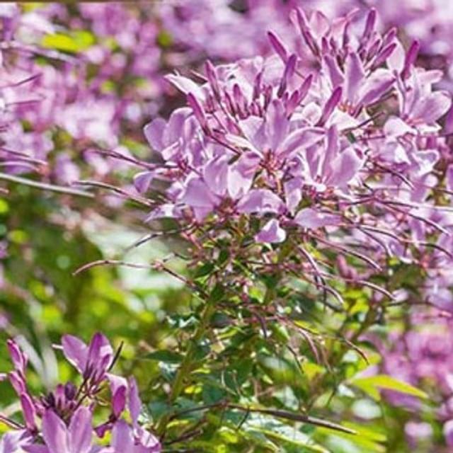 Cléome violet queen