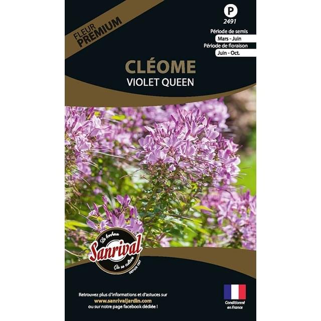 Cléome violet queen (sachet)
