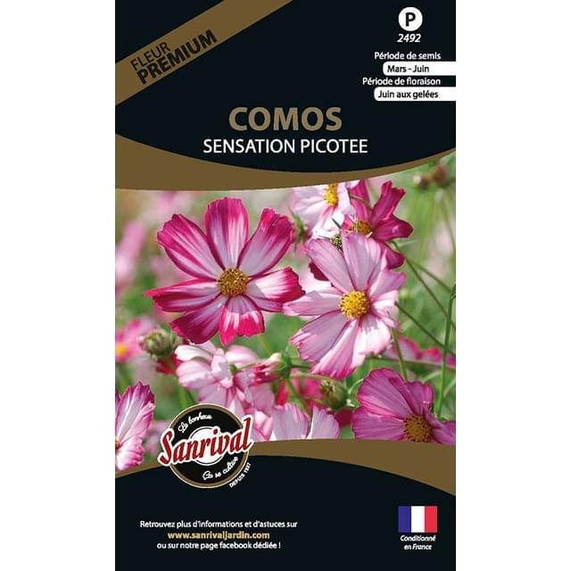 Cosmos sensation picotee (sachet)