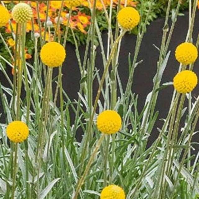 Craspedia globosa jaune