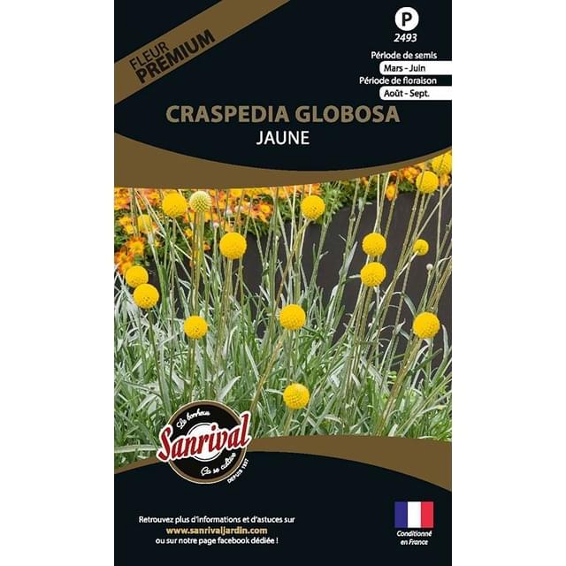 Craspedia globosa jaune (sachet)