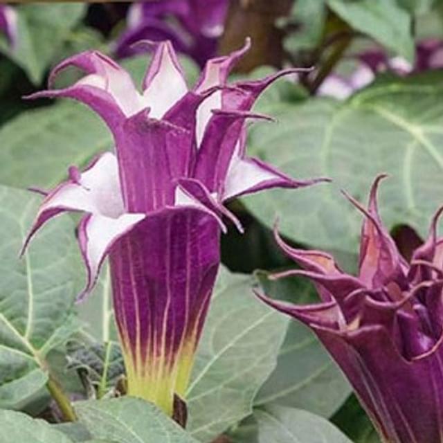 Datura blackcurrant swirl