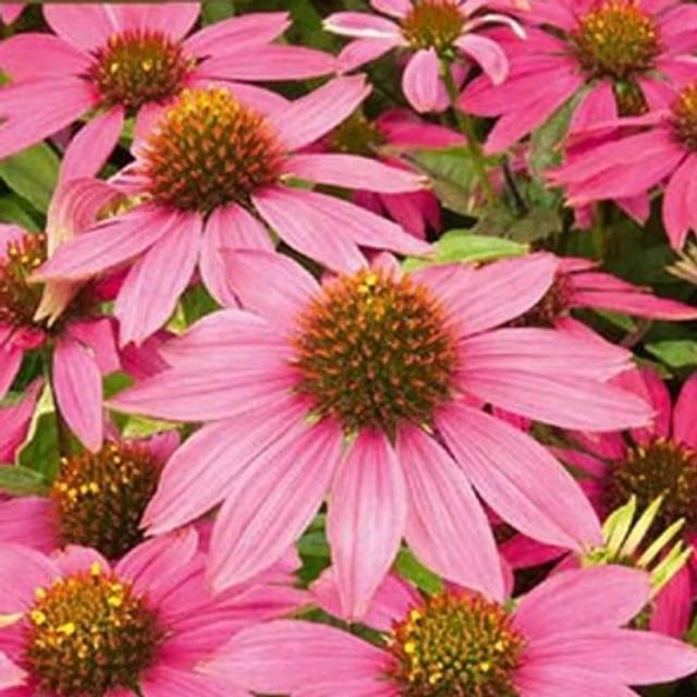 échinacée feeling pink