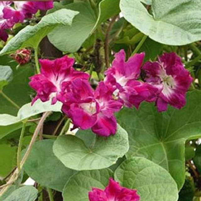 Ipomée  double sunrise serenade