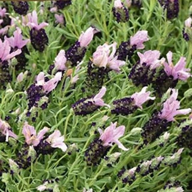 Lavande papillon bandera pourpre