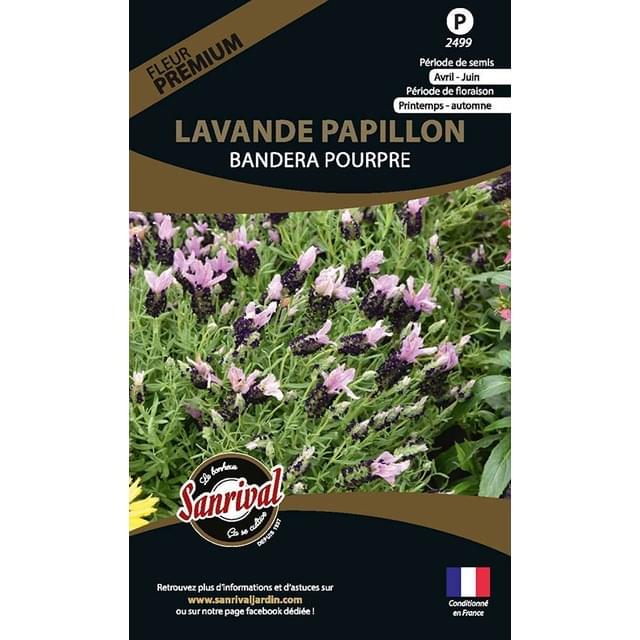 Lavande papillon bandera pourpre (sachet)